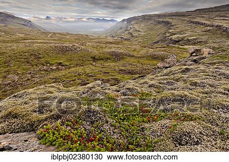 "Mossy landscape on the coast, east Iceland, Iceland, Europe" View Large Photo Image Stock Image - "Mossy landscape on the coast, east Iceland, Iceland, Europe". Fotosearch