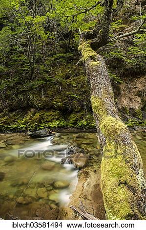 "Mossy tree over stream, San Sebastian, Tierra del Fuego, Argentina, South America" View Large Photo Image Picture - "Mossy tree over stream, San Sebastian, Tierra del Fuego, Argentina, South America". Fotosearch