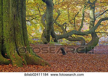 "Mossy trunk of an old Beech (Fagus) in autumn, nature reserve of the ancient forest of Sababurg, Hesse, Germany, Europe" View Large Photo Image Picture - "Mossy trunk of an old Beech (Fagus) in autumn, nature reserve of the ancient forest of Sababurg, Hesse, Germany, Europe". Fotosearch