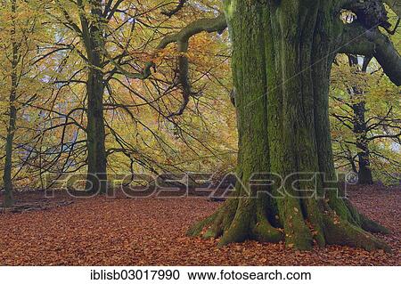Stock Image - "Mossy trunk of an old Beech (Fagus) in autumn, coloured leaves with backlighting, Urwald Sababurg primeval forest, primeval forest Sababurg, Hesse, Germany, Europe". Fotosearch