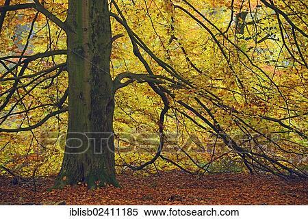 Stock Photography - "Mossy trunk of an old Beech (Fagus) in autumn, nature reserve of the ancient forest of Sababurg, Hesse, Germany, Europe". Fotosearch