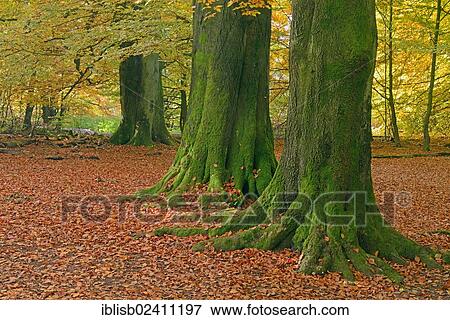"Mossy trunks of old Beech (Fagus) trees in autumn, nature reserve of the ancient forest of Sababurg, Hesse, Germany, Europe" View Large Photo Image Stock Photo - "Mossy trunks of old Beech (Fagus) trees in autumn, nature reserve of the ancient forest of Sababurg, Hesse, Germany, Europe". Fotosearch