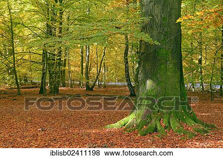 "Mossy trunks of old Beech (Fagus) trees in autumn, nature reserve of the ancient forest of Sababurg, Hesse, Germany, Europe" View Large Photo Image Stock Photo - "Mossy trunks of old Beech (Fagus) trees in autumn, nature reserve of the ancient forest of Sababurg, Hesse, Germany, Europe". Fotosearch
