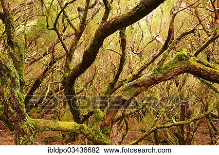 "Mossy undergrowth, Madeira, Portugal, Europe" View Large Photo Image Stock Image - "Mossy undergrowth, Madeira, Portugal, Europe". Fotosearch