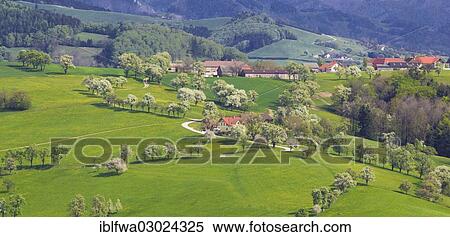 "Mostviertel, Must Quarter, hilly landscape with flowering trees, Mostviertel, Seitenstetten, Niederoesterreich, Austria, Europe" View Large Photo Image Stock Photography - "Mostviertel, Must Quarter, hilly landscape with flowering trees, Mostviertel, Seitenstetten, Niederoesterreich, Austria, Europe". Fotosearch