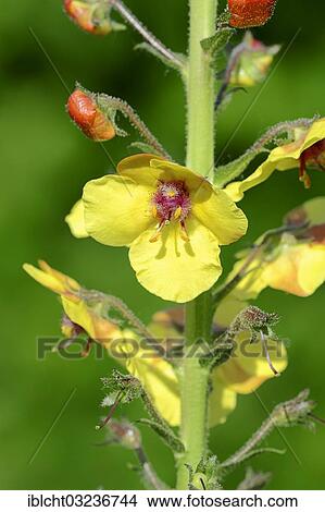 "Moth Mullein (Verbascum blattaria), flower, North Rhine-Westphalia, Germany, Europe" View Large Photo Image Picture - "Moth Mullein (Verbascum blattaria), flower, North Rhine-Westphalia, Germany, Europe". Fotosearch