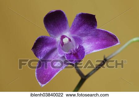 "Moth Orchid (Phalaenopsis), Emsland, Lower Saxony, Germany, Europe" View Large Photo Image Stock Image - "Moth Orchid (Phalaenopsis), Emsland, Lower Saxony, Germany, Europe". Fotosearch