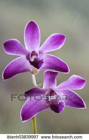 "Moth Orchid (Phalaenopsis), Emsland, Lower Saxony, Germany, Europe" View Large Photo Image Stock Photo - "Moth Orchid (Phalaenopsis), Emsland, Lower Saxony, Germany, Europe". Fotosearch