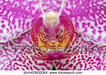 "Moth Orchid (Phalaenopsis spp. ), flower detail, Germany, Europe" View Large Photo Image Picture - "Moth Orchid (Phalaenopsis spp. ), flower detail, Germany, Europe". Fotosearch