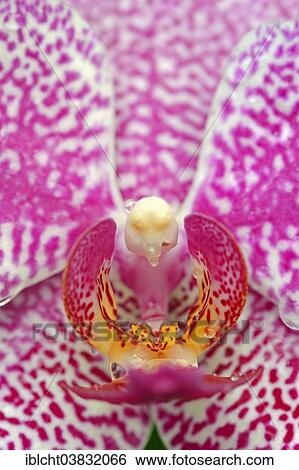 "Moth Orchid (Phalaenopsis spp. ), flower detail, Germany, Europe" View Large Photo Image Stock Photograph - "Moth Orchid (Phalaenopsis spp. ), flower detail, Germany, Europe". Fotosearch