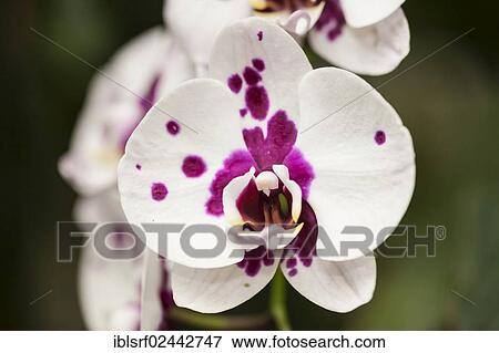 Moth Orchid (Phalaenopsis) View Large Photo Image Stock Photo - Moth Orchid (Phalaenopsis). Fotosearch