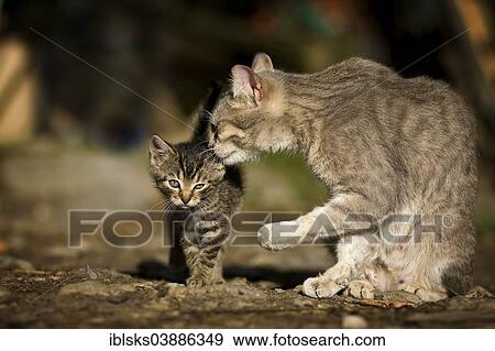Stock Photo - "Mother cat preening her kitten, Germany, Europe". Fotosearch