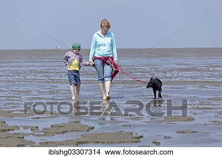 "Mother, son and dog walking in the Wadden Sea, Duhnen, Cuxhaven, Lower Saxony, Germany, Europe" View Large Photo Image Picture - "Mother, son and dog walking in the Wadden Sea, Duhnen, Cuxhaven, Lower Saxony, Germany, Europe". Fotosearch