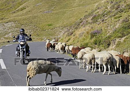 "Motorcyclist driving on a road with sheep, Col du Tourmalet mountain pass road, mountains, Bareges, Midi-Pyrenees, Pyrenees, departement of Hautes-Pyrenees, France, Europe, PublicGround, Europe" View Large Photo Image Picture - "Motorcyclist driving on a road with sheep, Col du Tourmalet mountain pass road, mountains, Bareges, Midi-Pyrenees, Pyrenees, departement of Hautes-Pyrenees, France, Europe, PublicGround, Europe". Fotosearch