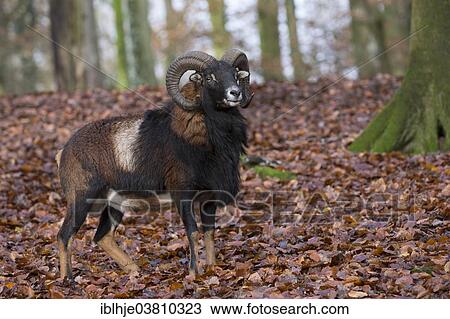 "Mouflon or European Mouflon (Ovis orientalis musimon), Rhineland-Palatinate, Germany, Europe" View Large Photo Image Stock Image - "Mouflon or European Mouflon (Ovis orientalis musimon), Rhineland-Palatinate, Germany, Europe". Fotosearch