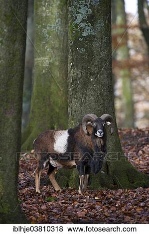 Stock Photo - "Mouflon or European Mouflon (Ovis orientalis musimon), Rhineland-Palatinate, Germany, Europe". Fotosearch
