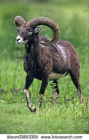 "Mouflon (Ovis ammon musimon), adult, male, Germany, Europe" View Large Photo Image Stock Photography - "Mouflon (Ovis ammon musimon), adult, male, Germany, Europe". Fotosearch
