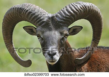 "Mouflon (Ovis ammon musimon), buck, portrait, state game reserve, Lower Saxony, Germany, Europe" View Large Photo Image Stock Image - "Mouflon (Ovis ammon musimon), buck, portrait, state game reserve, Lower Saxony, Germany, Europe". Fotosearch