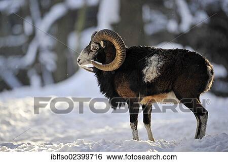 "Mouflon (Ovis ammon musimon), buck standing in the snow, state game reserve, Lower Saxony, Germany, Europe" View Large Photo Image Stock Photograph - "Mouflon (Ovis ammon musimon), buck standing in the snow, state game reserve, Lower Saxony, Germany, Europe". Fotosearch