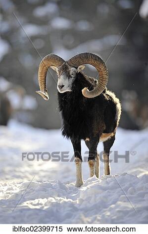 "Mouflon (Ovis ammon musimon), buck standing in the snow, state game reserve, Lower Saxony, Germany, Europe" View Large Photo Image Stock Photography - "Mouflon (Ovis ammon musimon), buck standing in the snow, state game reserve, Lower Saxony, Germany, Europe". Fotosearch
