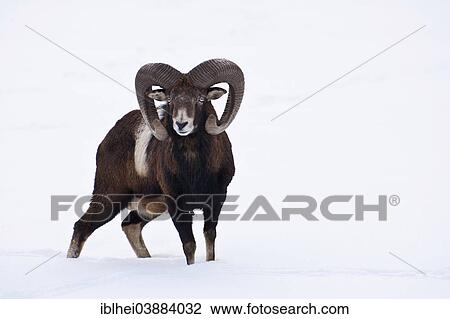 "Mouflon (Ovis ammon musimon) in winter, Austria, Europe" View Large Photo Image Stock Image - "Mouflon (Ovis ammon musimon) in winter, Austria, Europe". Fotosearch