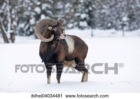 "Mouflon (Ovis ammon musimon) in the snow, Almtal valley, Upper Austria, Austria, Europe" View Large Photo Image Stock Image - "Mouflon (Ovis ammon musimon) in the snow, Almtal valley, Upper Austria, Austria, Europe". Fotosearch