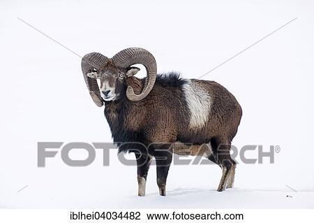 "Mouflon (Ovis ammon musimon) in the snow, Almtal valley, Upper Austria, Austria, Europe" View Large Photo Image Stock Image - "Mouflon (Ovis ammon musimon) in the snow, Almtal valley, Upper Austria, Austria, Europe". Fotosearch