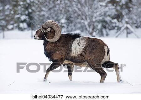 "Mouflon (Ovis ammon musimon) in the snow, Almtal valley, Upper Austria, Austria, Europe" View Large Photo Image Stock Photo - "Mouflon (Ovis ammon musimon) in the snow, Almtal valley, Upper Austria, Austria, Europe". Fotosearch