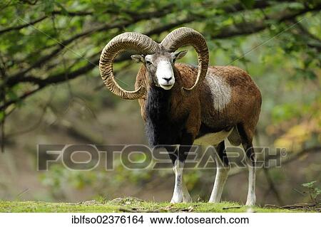 "Mouflon (Ovis ammon musimon), ram, captive, Saxony, Germany, Europe, PublicGround, Europe" View Large Photo Image Picture - "Mouflon (Ovis ammon musimon), ram, captive, Saxony, Germany, Europe, PublicGround, Europe". Fotosearch