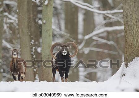 "Mouflon (Ovis ammon Musimon), Weilburg, Kreis Limburg/Weilburg, Hesse, Germany, Europe" View Large Photo Image Stock Photo - "Mouflon (Ovis ammon Musimon), Weilburg, Kreis Limburg/Weilburg, Hesse, Germany, Europe". Fotosearch