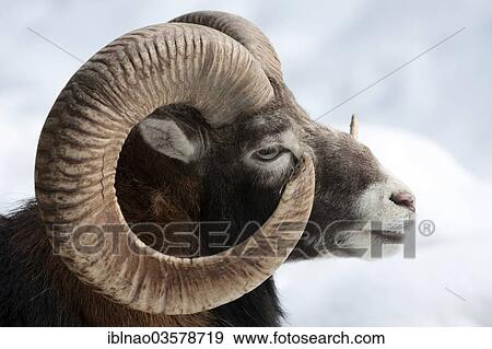 "Mouflon (Ovis orientalis Musimon), portrait, Schleswig-Holstein, Germany, Europe" View Large Photo Image Stock Photo - "Mouflon (Ovis orientalis Musimon), portrait, Schleswig-Holstein, Germany, Europe". Fotosearch