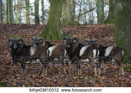 "Mouflons or European Mouflons (Ovis orientalis musimon), Rhineland-Palatinate, Germany, Europe" View Large Photo Image Stock Image - "Mouflons or European Mouflons (Ovis orientalis musimon), Rhineland-Palatinate, Germany, Europe". Fotosearch