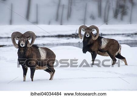 "Mouflons (Ovis ammon musimon) in the snow, Almtal valley, Upper Austria, Austria, Europe" View Large Photo Image Picture - "Mouflons (Ovis ammon musimon) in the snow, Almtal valley, Upper Austria, Austria, Europe". Fotosearch