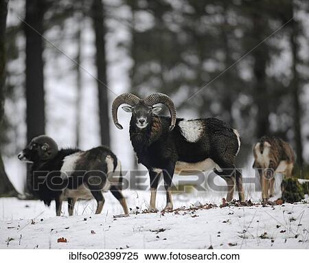 Stock Photography - "Mouflons (Ovis ammon musimon), state game reserve, Lower Saxony, Germany, Europe". Fotosearch
