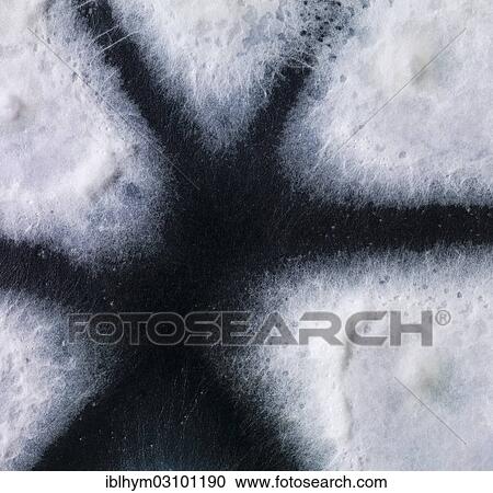 Stock Image - "Mould, known as isolate, cultured in the laboratory for research purposes, Germany, Europe". Fotosearch