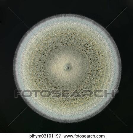 "Mould, known as isolate, cultured in the laboratory for research purposes, Germany, Europe" View Large Photo Image Stock Photo - "Mould, known as isolate, cultured in the laboratory for research purposes, Germany, Europe". Fotosearch