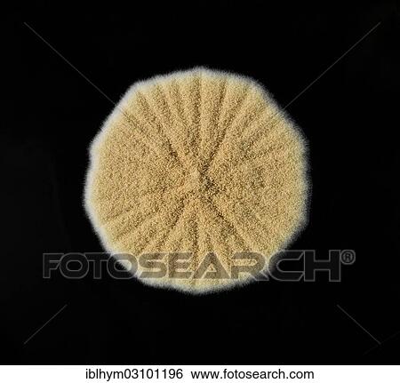 Stock Photograph - "Mould, known as isolate, cultured in the laboratory for research purposes, Germany, Europe". Fotosearch