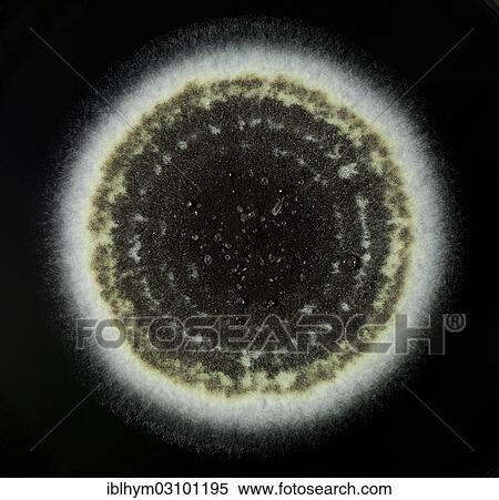 "Mould, known as isolate, cultured in the laboratory for research purposes, Germany, Europe" View Large Photo Image Stock Photography - "Mould, known as isolate, cultured in the laboratory for research purposes, Germany, Europe". Fotosearch