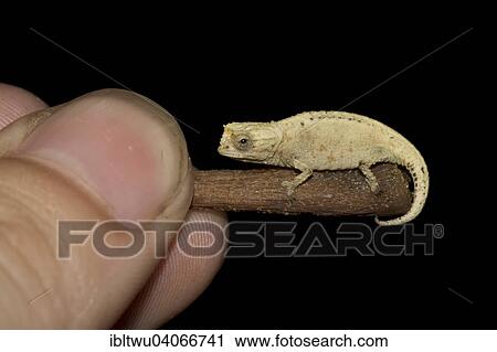 Stock Image - "Mount d'Ambre Leaf Chameleon (Brookesia tuberculata) on a twig which is held by a hand, rainforest of Montagne d'Ambre, northern Madagascar, Madagascar, Africa". Fotosearch