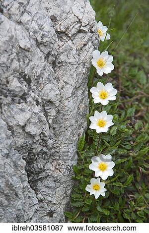 "Mountain Avens and White Dryas (Dryas octopetala), Innsbruck, Tyrol, Austria, Europe" View Large Photo Image Stock Photo - "Mountain Avens and White Dryas (Dryas octopetala), Innsbruck, Tyrol, Austria, Europe". Fotosearch