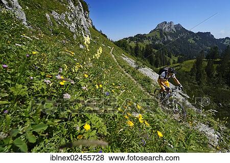 "Mountain biker cycling on a hiking trail at Mt Kampenwand, Kampen, Chiemgau, Upper Bavaria, Bavaria, Germany, Europe" View Large Photo Image Stock Photo - "Mountain biker cycling on a hiking trail at Mt Kampenwand, Kampen, Chiemgau, Upper Bavaria, Bavaria, Germany, Europe". Fotosearch