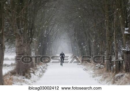 Stock Image - "Mountain biker riding along a snowy tree-lined avenue, Moenchbruch Nature Reserve, Monchbruchwiesen, Morfelden, Hesse, Germany, Europe". Fotosearch