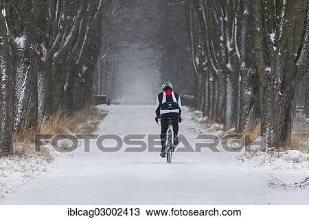 "Mountain biker riding along a snowy tree-lined avenue, Moenchbruch Nature Reserve, Monchbruchwiesen, Morfelden, Hesse, Germany, Europe" View Large Photo Image Stock Image - "Mountain biker riding along a snowy tree-lined avenue, Moenchbruch Nature Reserve, Monchbruchwiesen, Morfelden, Hesse, Germany, Europe". Fotosearch
