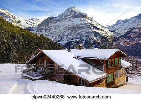 "Mountain chalet in winter looking towards Jungfrau mountain, Grindelwald, Swiss Alps, Switzerland, Europe" View Large Photo Image Stock Photo - "Mountain chalet in winter looking towards Jungfrau mountain, Grindelwald, Swiss Alps, Switzerland, Europe". Fotosearch