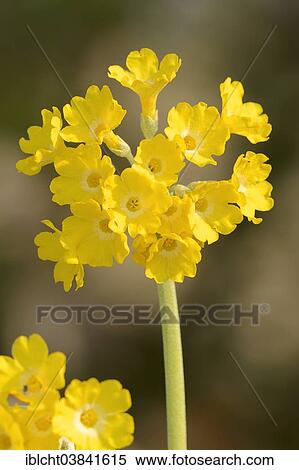 "Mountain Cowslip (Primula auricula), blossoms, Germany, Europe" View Large Photo Image Stock Photography - "Mountain Cowslip (Primula auricula), blossoms, Germany, Europe". Fotosearch
