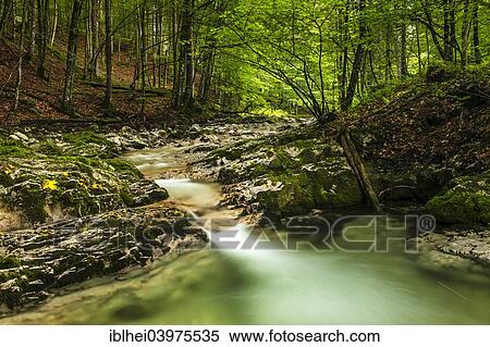 Stock Photography - "Mountain creek in the forest, Schindelbach, Almtal, Upper Austria, Austria, Europe". Fotosearch