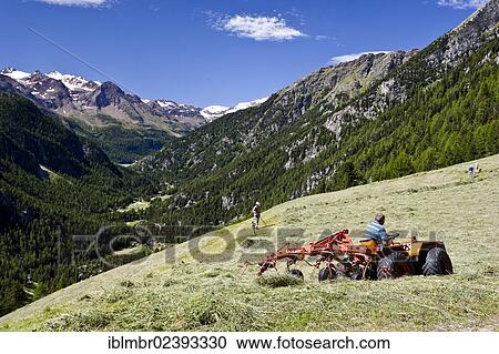 Stock Image - "Mountain farmers making hay, near Stallwies, Martelltal valley, Vinschgau, province of Bolzano-Bozen, Italy, Europe". Fotosearch