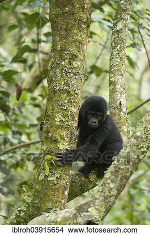 "Mountain Gorilla (Gorilla beringei beringei), young animal, Bwindi Impenetrable National Park, Uganda, Africa" View Large Photo Image Picture - "Mountain Gorilla (Gorilla beringei beringei), young animal, Bwindi Impenetrable National Park, Uganda, Africa". Fotosearch