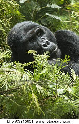 "Mountain Gorilla (Gorilla beringei beringei), male, Bwindi Impenetrable National Park, Uganda, Africa" View Large Photo Image Stock Image - "Mountain Gorilla (Gorilla beringei beringei), male, Bwindi Impenetrable National Park, Uganda, Africa". Fotosearch
