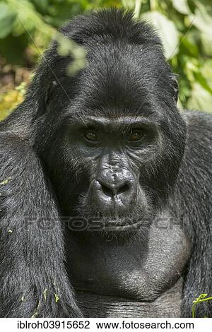 Stock Image - "Mountain Gorilla (Gorilla beringei beringei), male, Bwindi Impenetrable National Park, Uganda, Africa". Fotosearch
